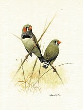 Zebrafink Sperlingsvögel Prachtfinken - Kunstdruck-Bild - 25,5 x 17,5 cm (e)