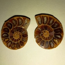 Phylloceras paar poliert - phylloceras,