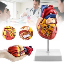 Anatomie Modell Herz des