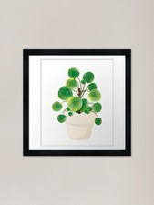 Pilea Peperomioides