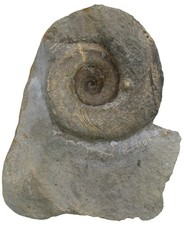 Silur  Euomphalus planorbis