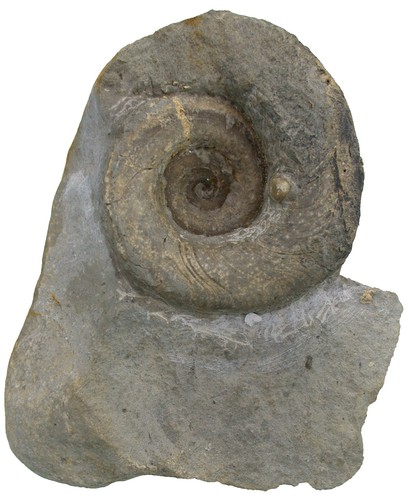 Silur euomphalus planorbis - ,