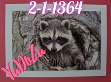 Abenteuer  Tierwelt  -