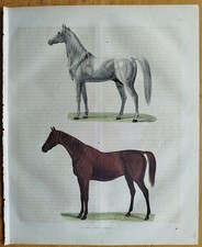 Pferd - Buch der Welt