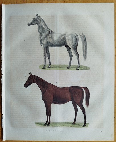 Pferd buch der - pferd,