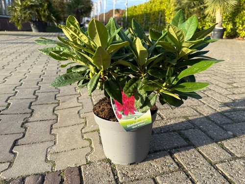 Rhododendron black widdow - black,