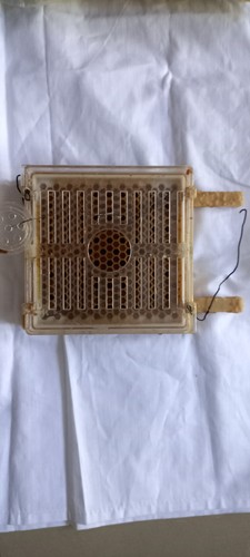 Jenter bienen zucht imkerei - jenter,