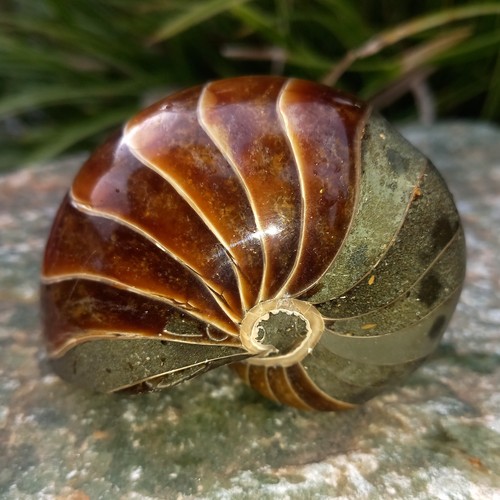 Sehr großer nautilus - cm,