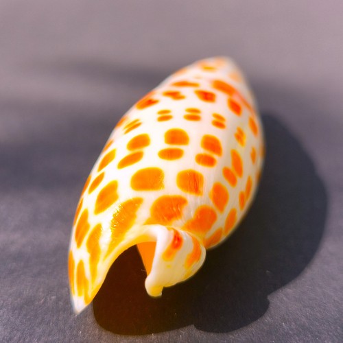 Mitra schneckengehäuse - mitra,