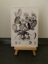 Postkarte Motivkarte, Opuntia Macrorhiza, Feigenkaktus, Pflanze, Kunst