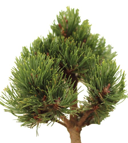 Hochstamm bergkiefer pinus - bergkiefer,