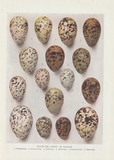 Vogeleier  Küstenseeschwalbe Trauerseeschwalbe ... FARBDRUCK von 1930 Bird Eggs