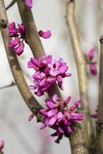Cercis canadensis 'Oklahoma'