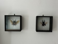 Schaukästen Schaukasten