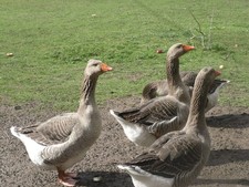 4 Gänseeier Graugans Eier