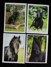 4 Postkarten Friese,Pferd,Pferde,Tier,Tiere,Pferdepostkarte,AK,Ansichtskarte