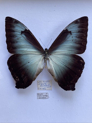Entomologie morpho cisseis - entomologie*morpho,