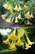 Engelstrompete exotische