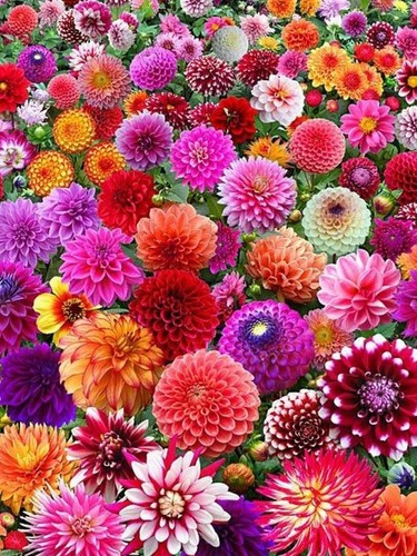 Edel dahlien mix 10 - mix,
