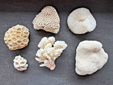 6 Steinkorallen Hirnkoralle