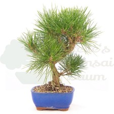 BONSAI Japanische Schwarzkiefer 'Pinus thunbergii' inkl. Schale.