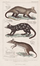 Opossum White-eared opossum Tüpfelbeutelmarder Lithographie Cuvier 1835