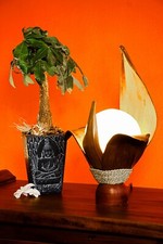 Holz lampe kokoslampe palme - holz,