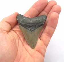 Megalodon Haizahn Fossil USA North Carolina Hai Zahn Fossil Meg Fossilien