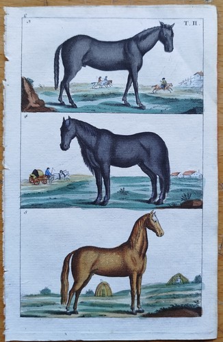 Pferde wilhelm - (b),