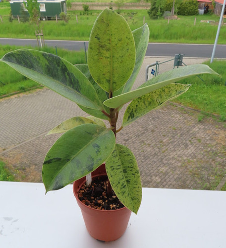 Ficus elasica shivereana