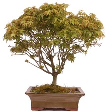 Bonsai - Acer palmatum