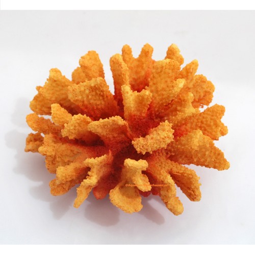Steinkoralle x18 x10 cm - x18,