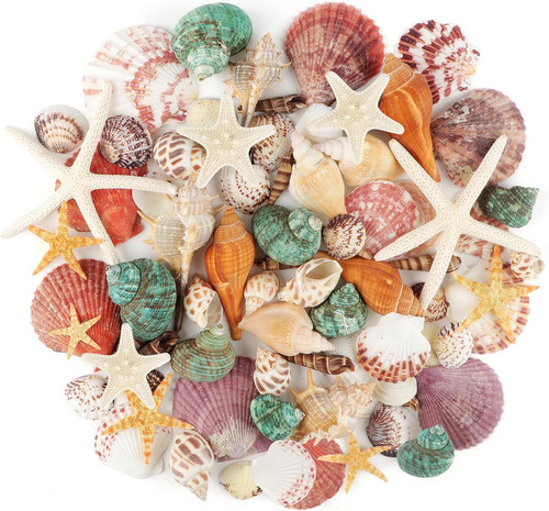Meeresmuscheln gemischte - meeresmuscheln,
