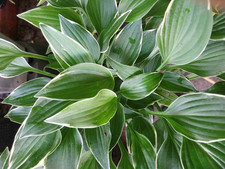 Hosta Funkie " Allen P