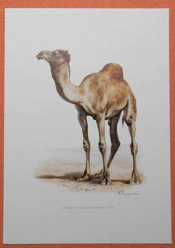 Dromedar camelus dromedarius - dromedar,