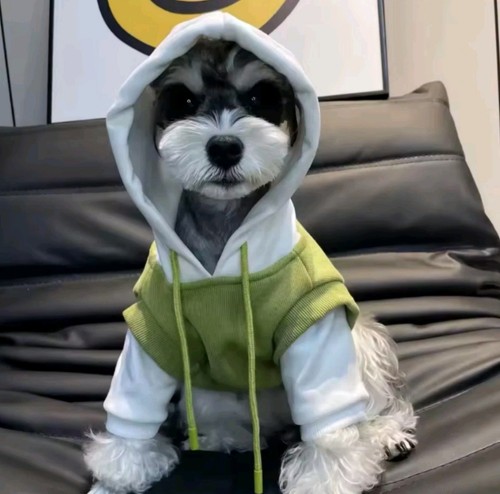 Neue xxl hundebekleidung - xxl,