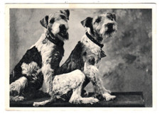 AK Rasse hund e, Berlin 1944