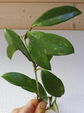 ?Hoya pubicalyx silver splash?sehr großer starker Ableger? starke Bewurzelung