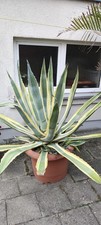 Agave Americana - große und