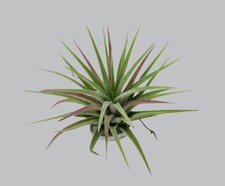 Tillandsia ionantha var. red