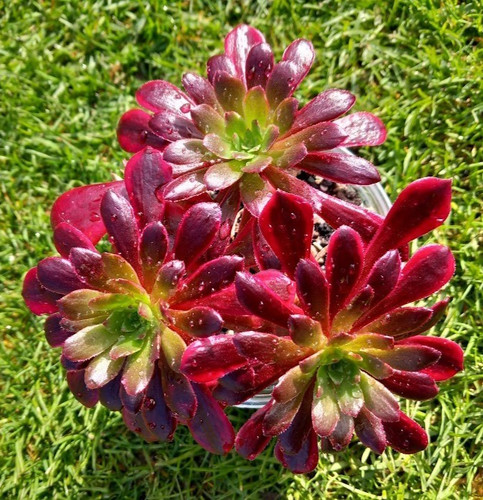 Aeonium eden mona lisa - /,