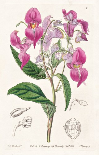 Impatiens macrochila india - impatiens,