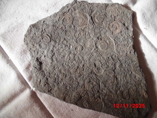 Fossil schiefer ammonit - in, schiefer,