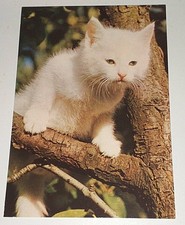 Kätzchen Katze Cat Tier