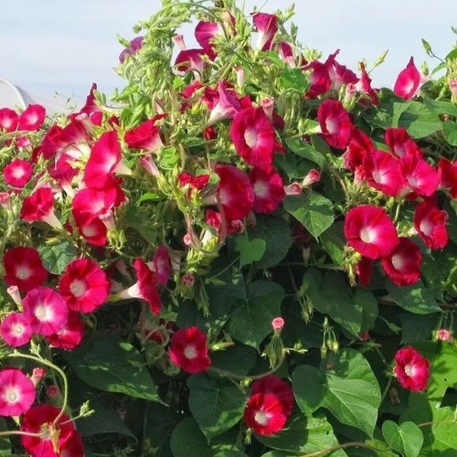 80001291 colorplants morning - colorplants,