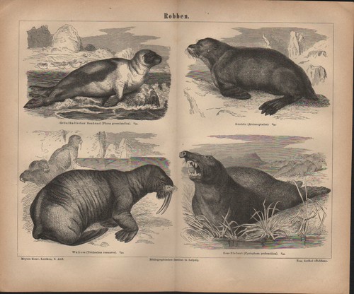 Lithografie 1878 robben - 1878:,