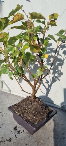 Bonsai birkenbaum - bonsai,,