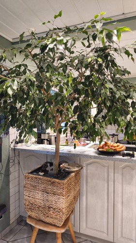 Große ficus benjamin - große,