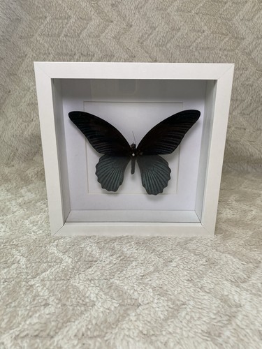 Papilio memnon agenor - , |
