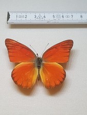 Appiaa Galba Männchen